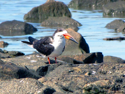 RAYADOR (Rynchops niger) - Rocas en La Estacada- MONTEVIDEO (Setiembre 2009)